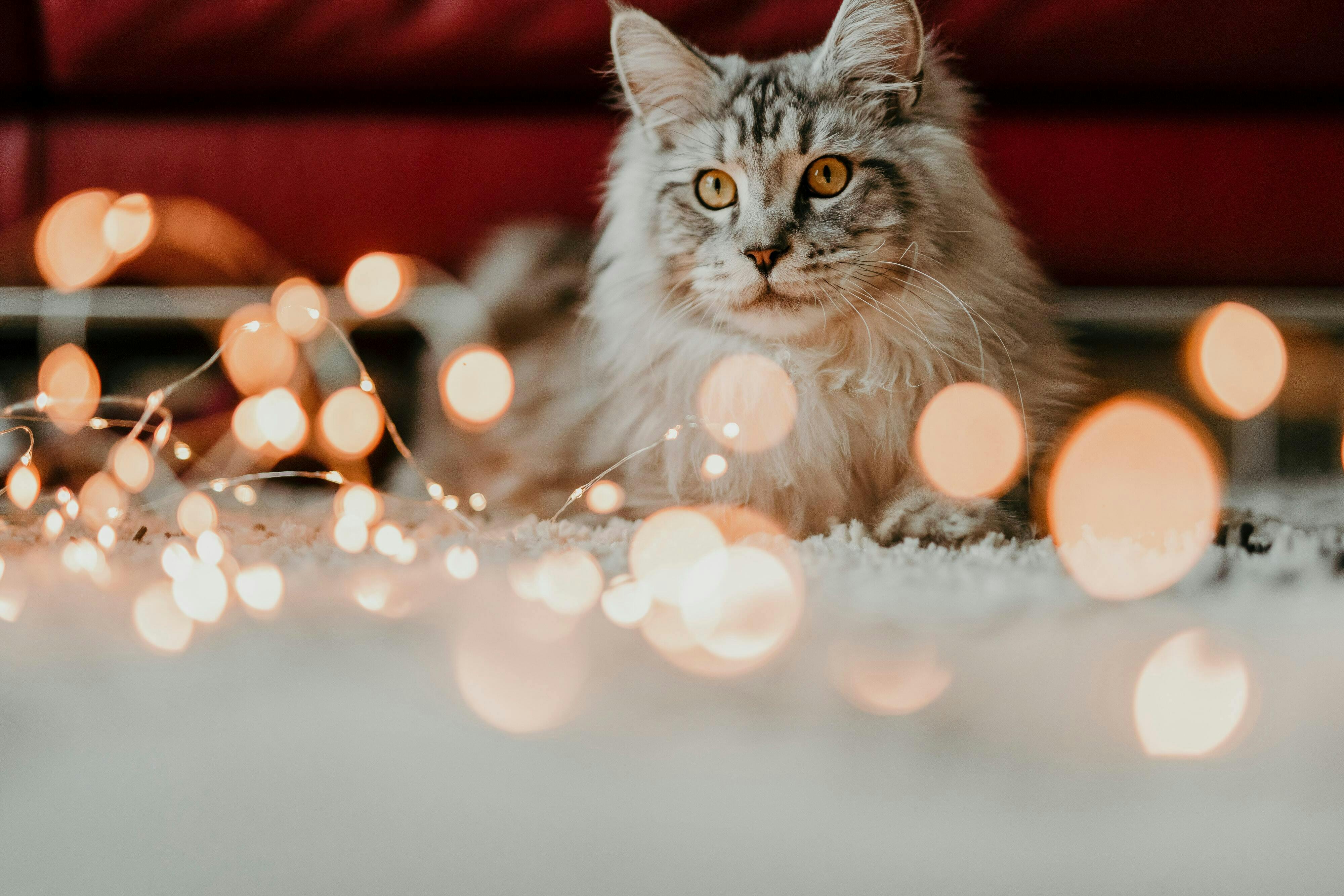 Cat looking at holiday string lights.