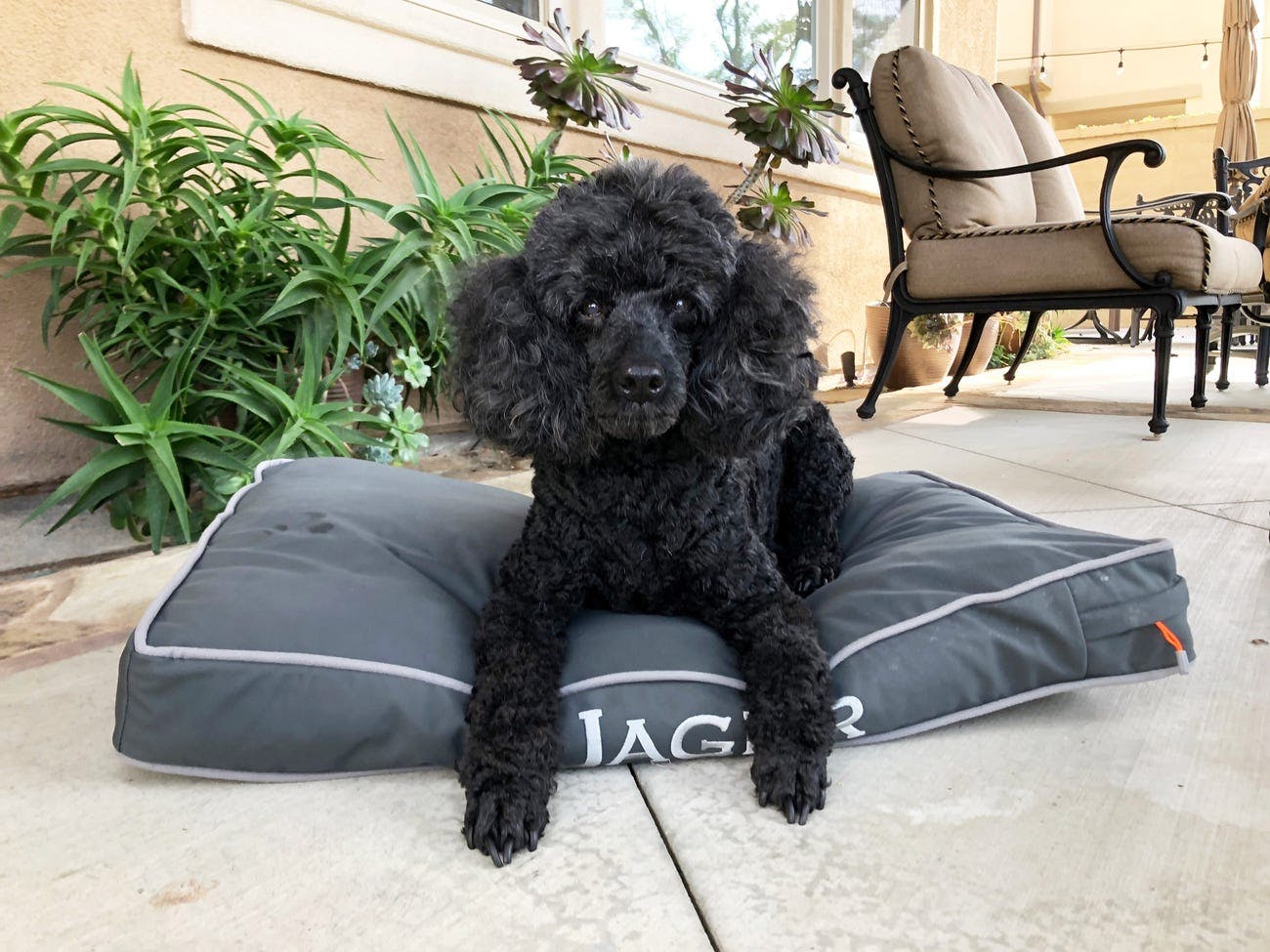 Black poodle laying on a blue bed