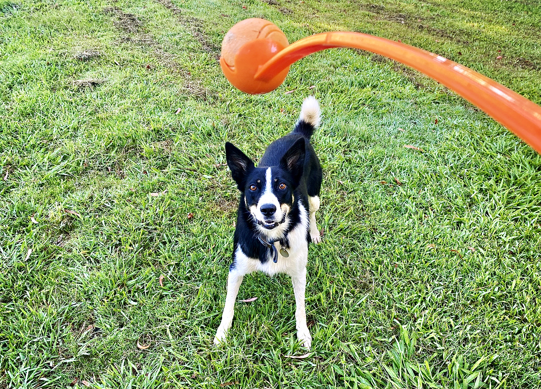 Best dog balls online