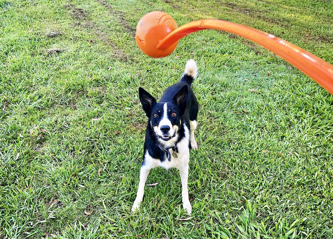 Dog getting ready to chase a ball.