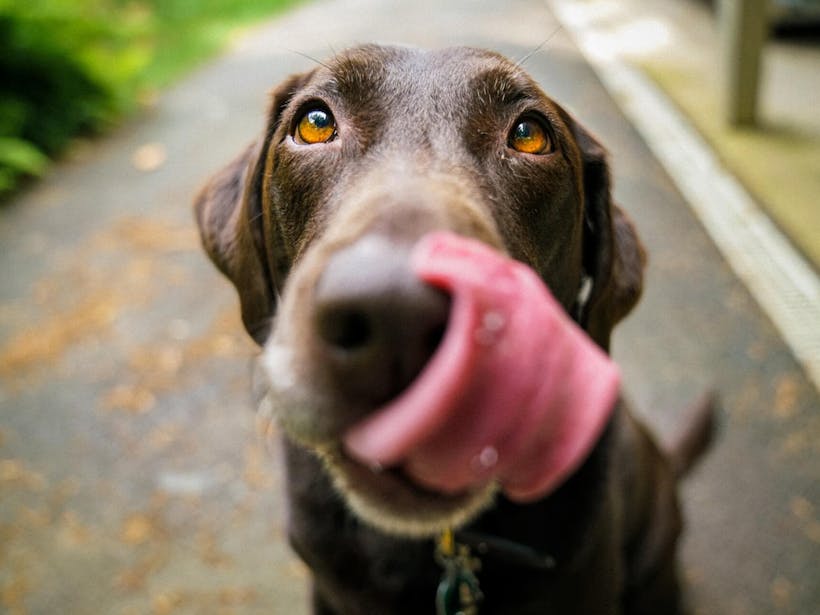 Food-obsessed dog licking nose