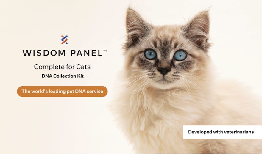 Wisdom Panel Complete for Cats DNA Kit
