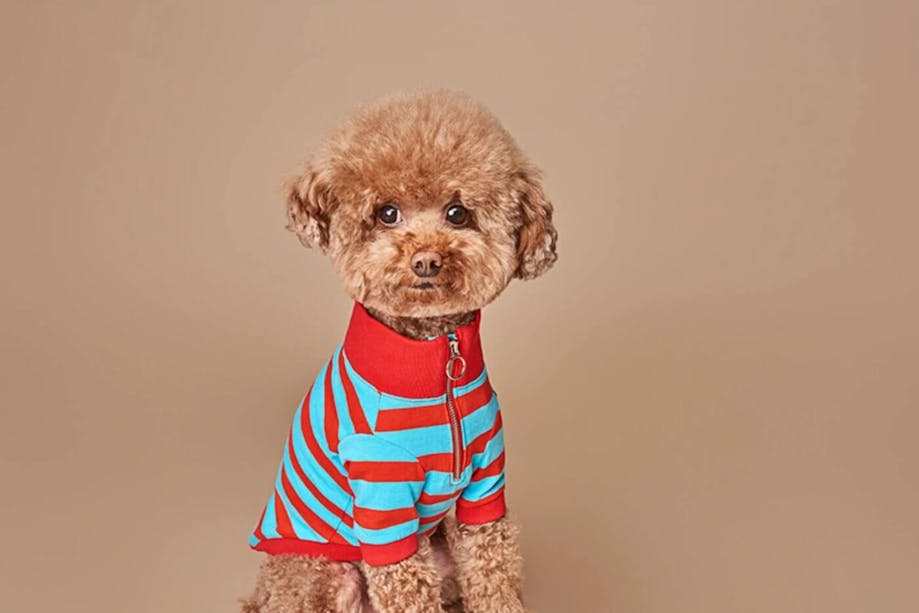 Brown dog wearing a striped sweater