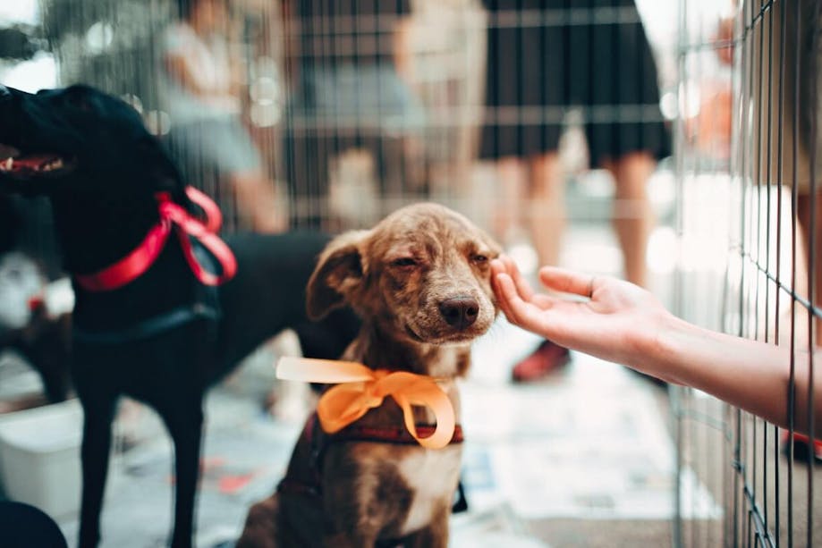 Dogs at puppy training classes