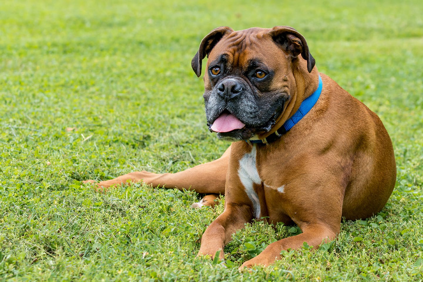 Boxer lying outside in the grass.