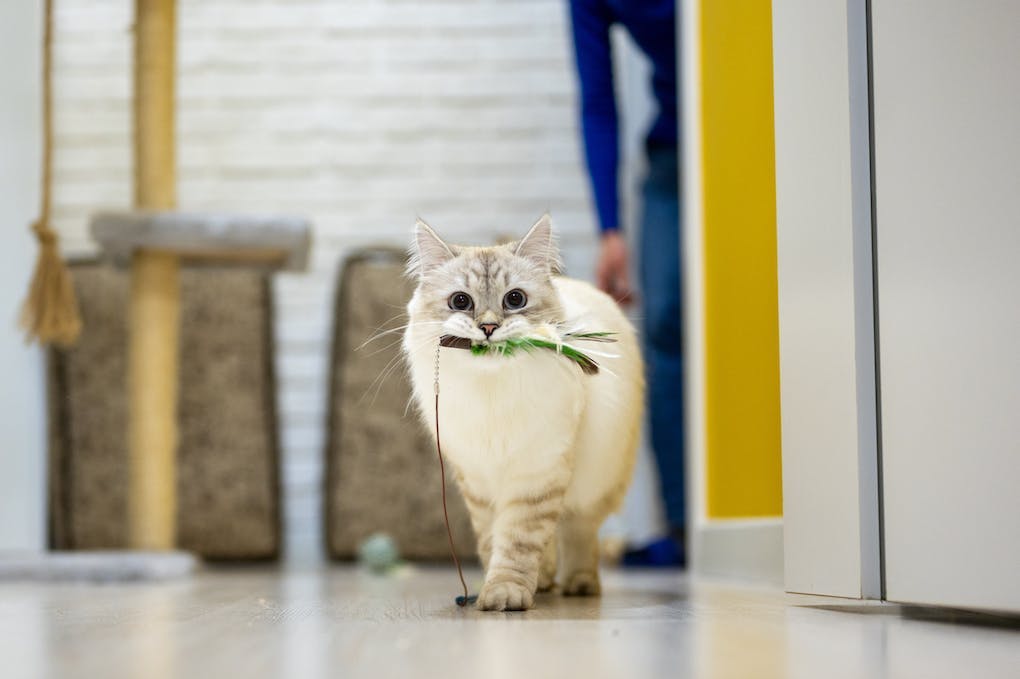 Cat walking on floor with a toy in her mouth.