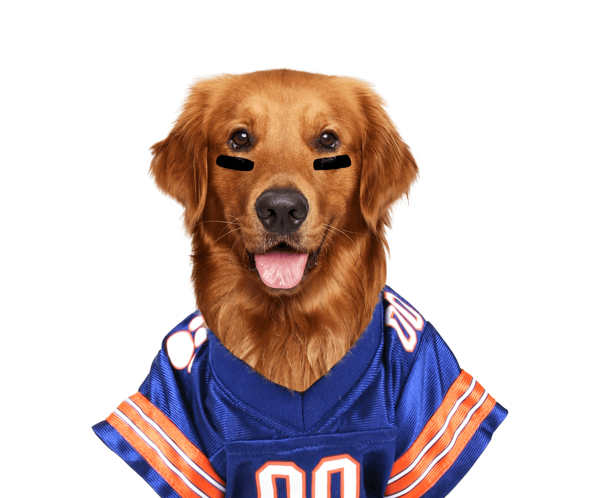 Cute Golden Retriever puppy smiling and wearing football jersey
