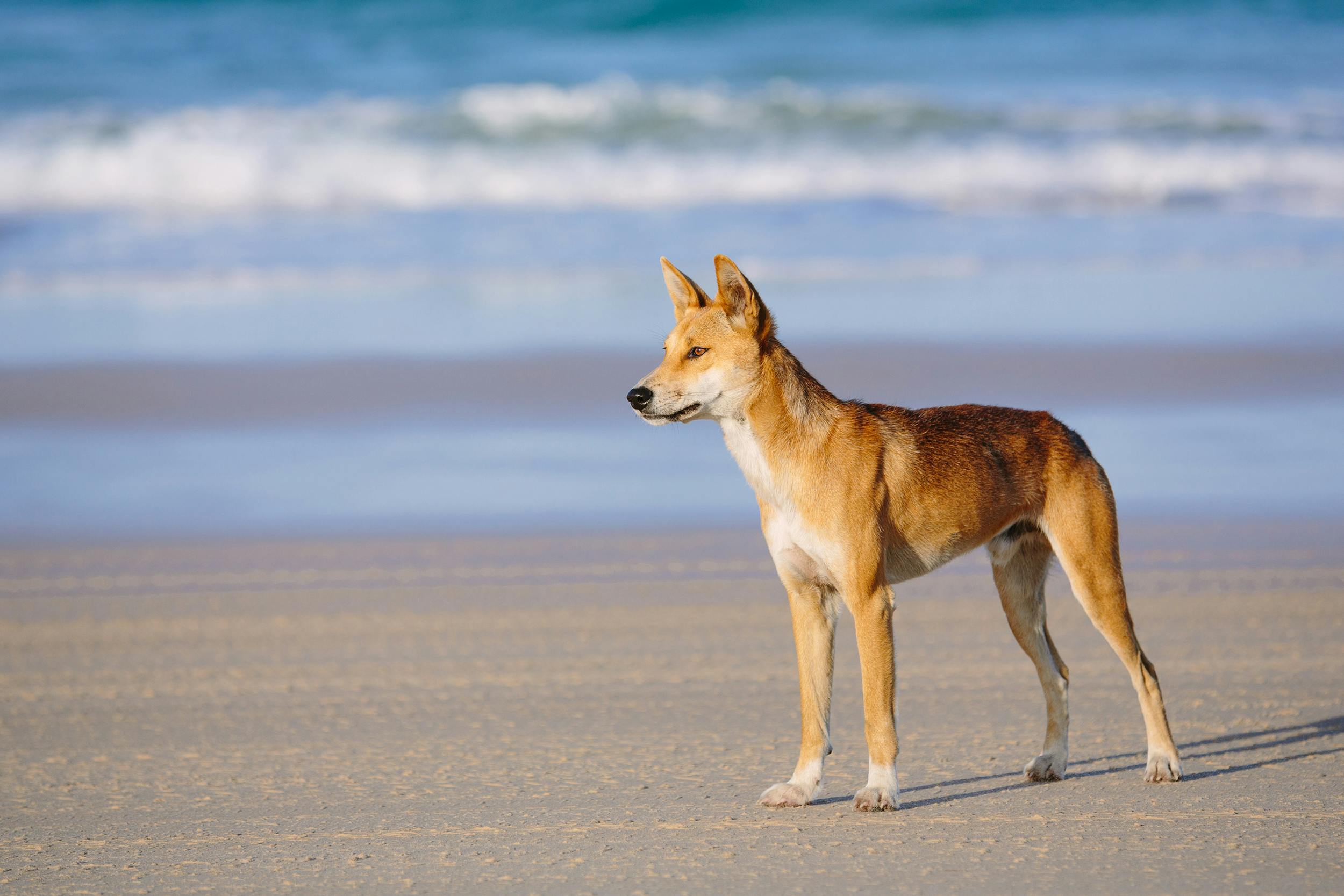 Dingo-type dog standing on the sand by the water.