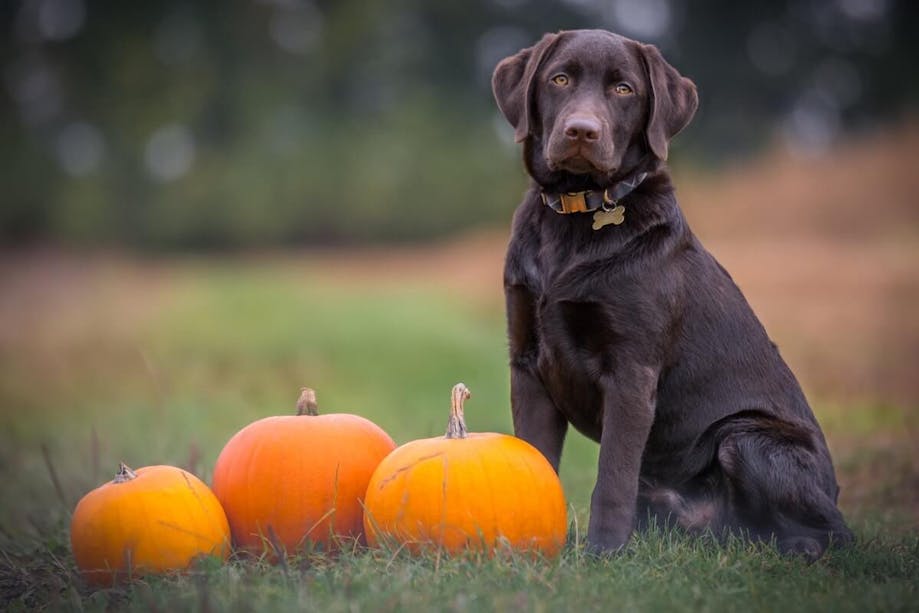 Chocolate Lab sitting next to three pumpkins