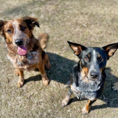 one red cattle dog mix and one black cattle dog mix look to camera