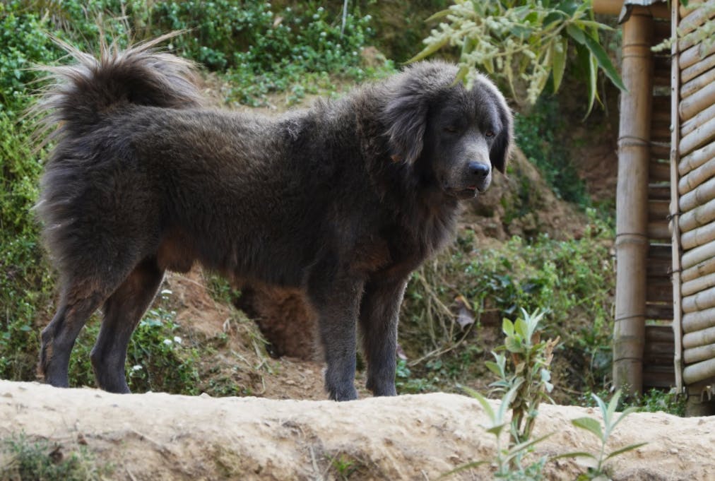 Bhote Kukur type Himalayan Mountain Dog of Nepal