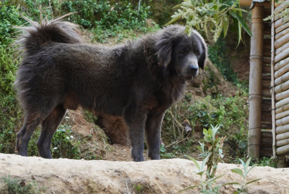 Himalayan shop mountain dog