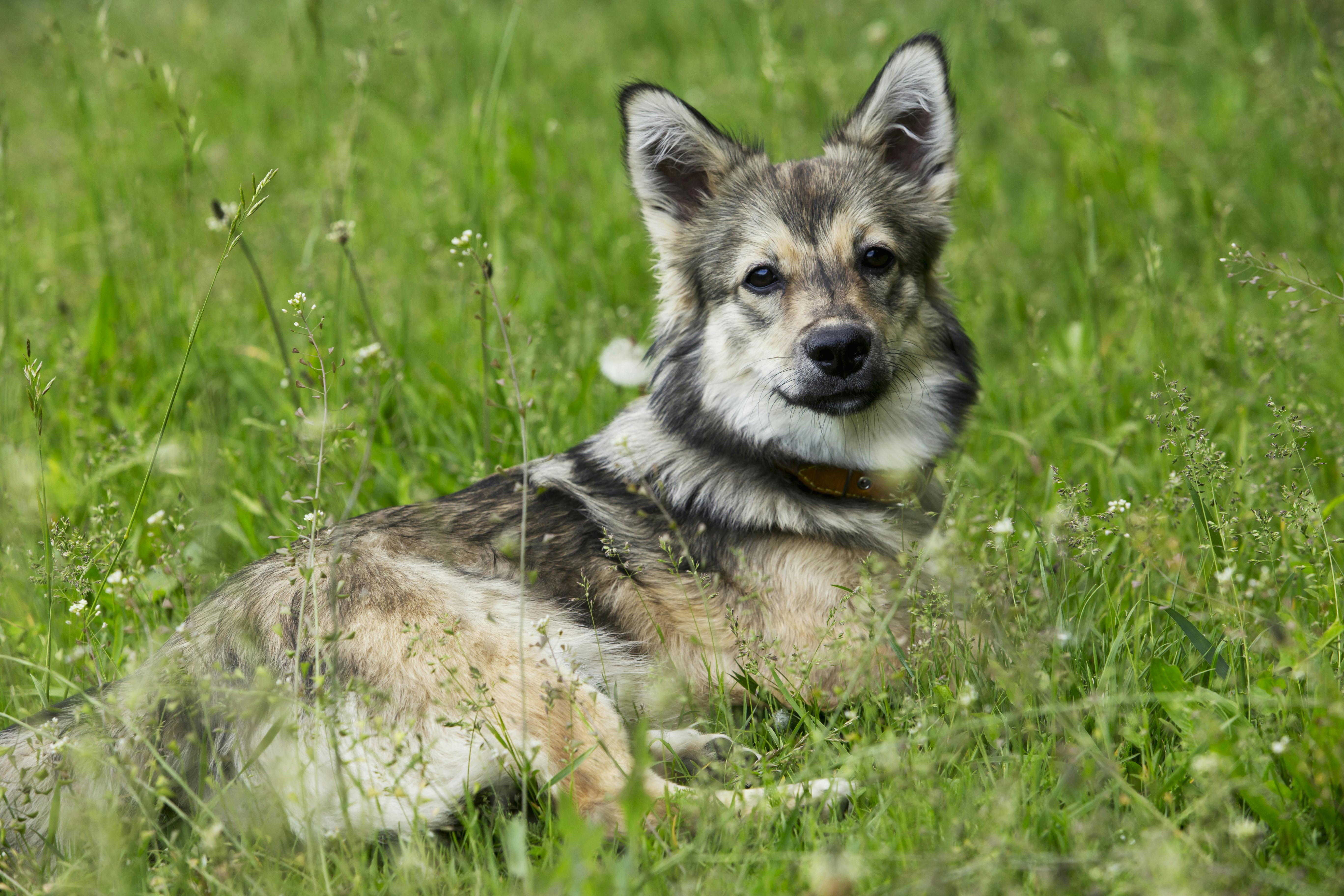 Swedish Vallhund dog lying in the grass