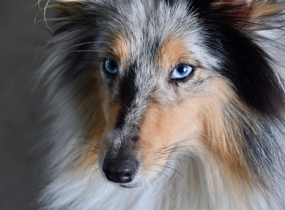 A blue-eyed Collie with the merle gene variant