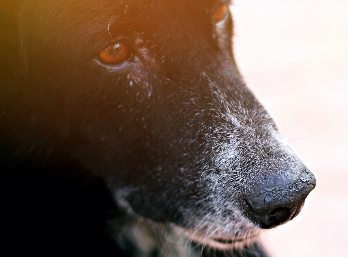 Hyperkeratosis sales boxer nose