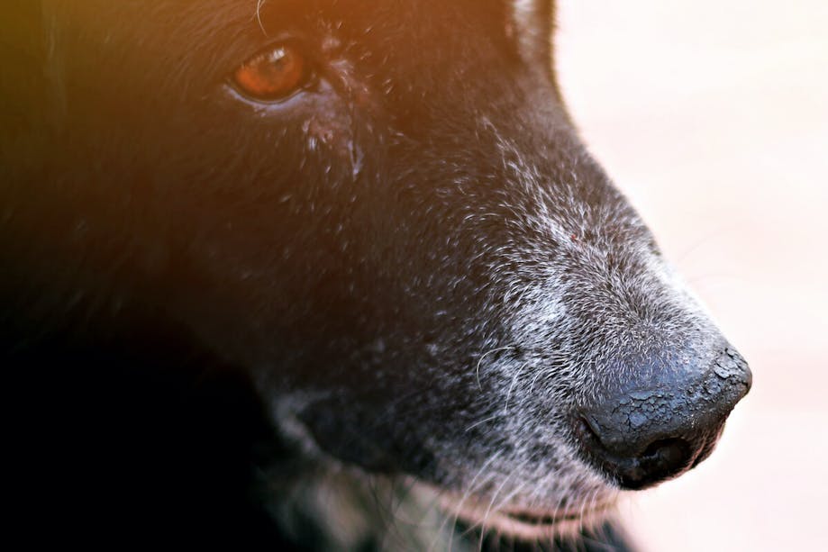 Black dog with a red eyes