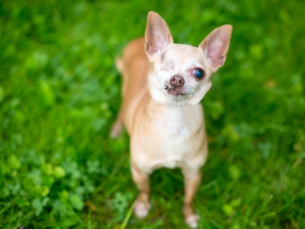 One-eyed Chihuahua standing in the grass.