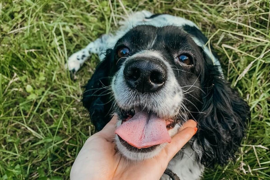 Dog looking at his pet parent