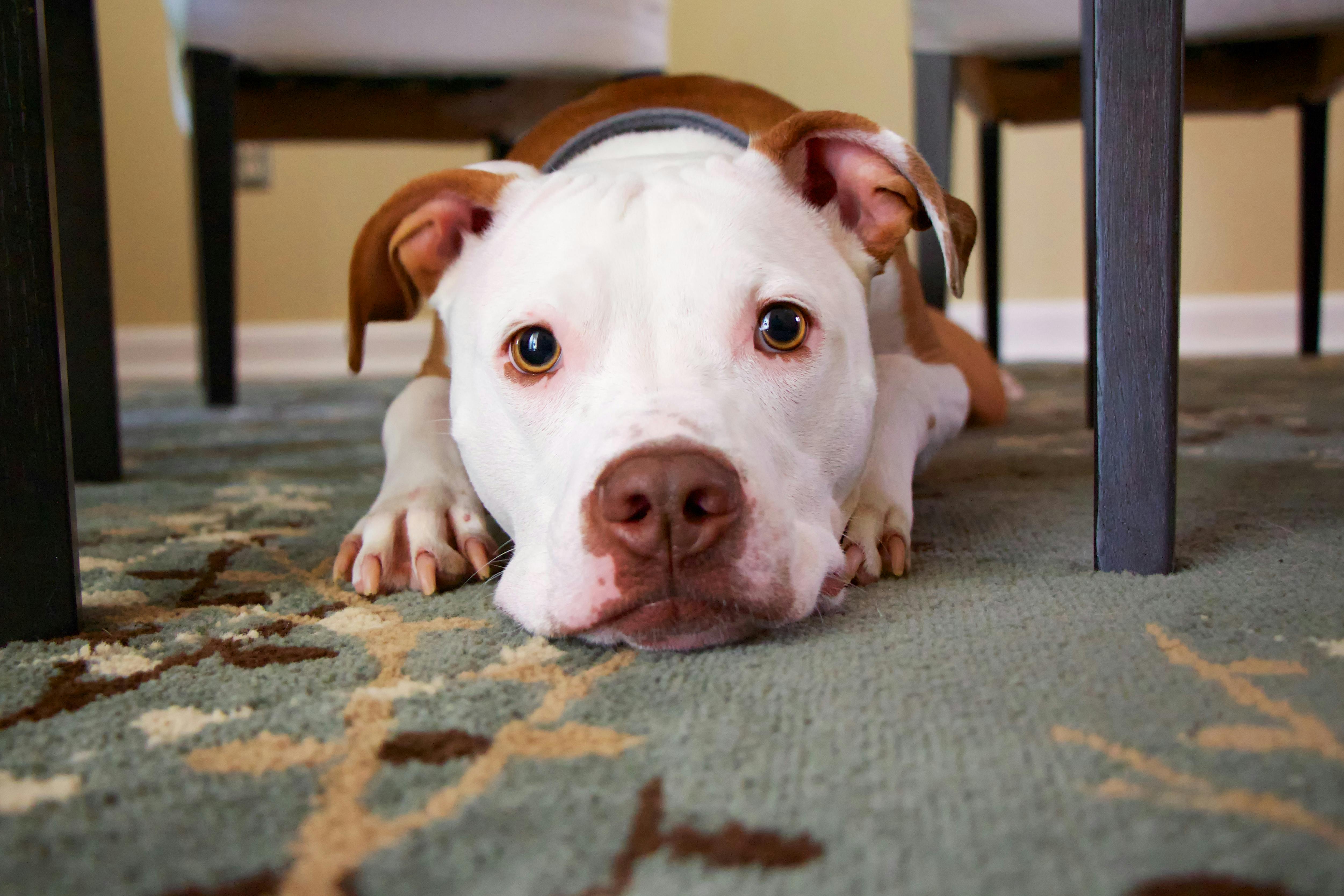 Pitbull lying on floor under table.