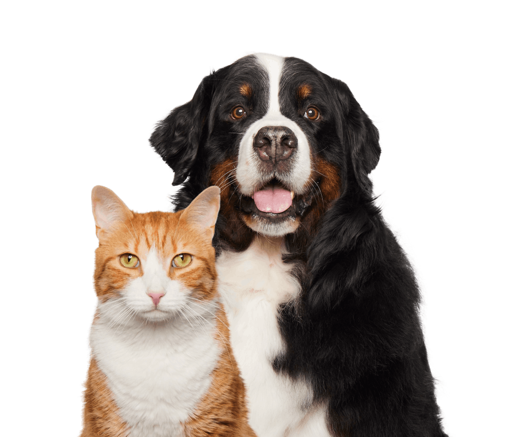  Embark Breed & Health Kit - Dog DNA Test - Discover Breed,  Ancestry, Relative Finder, Genetic Health, Traits, COI : Pet Supplies