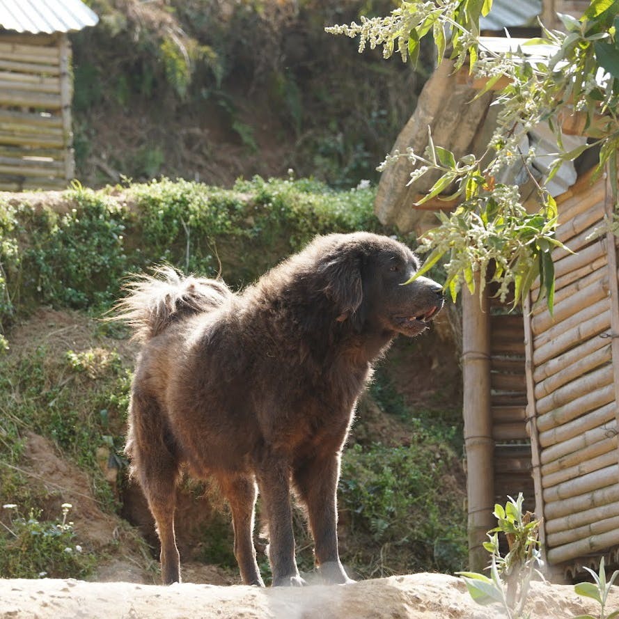 Himalayan Mountain Dog. A large grey and brown dog.