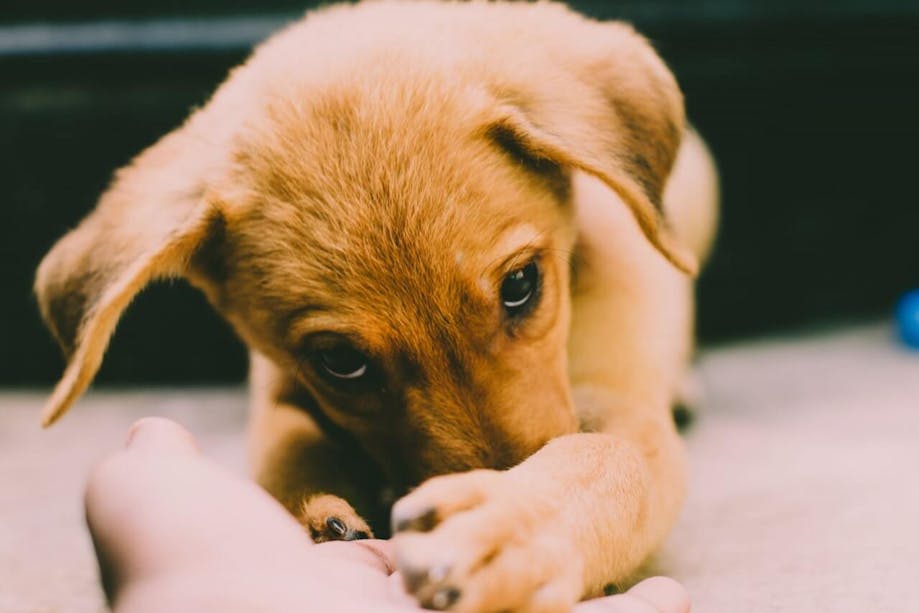 Puppy being bashful