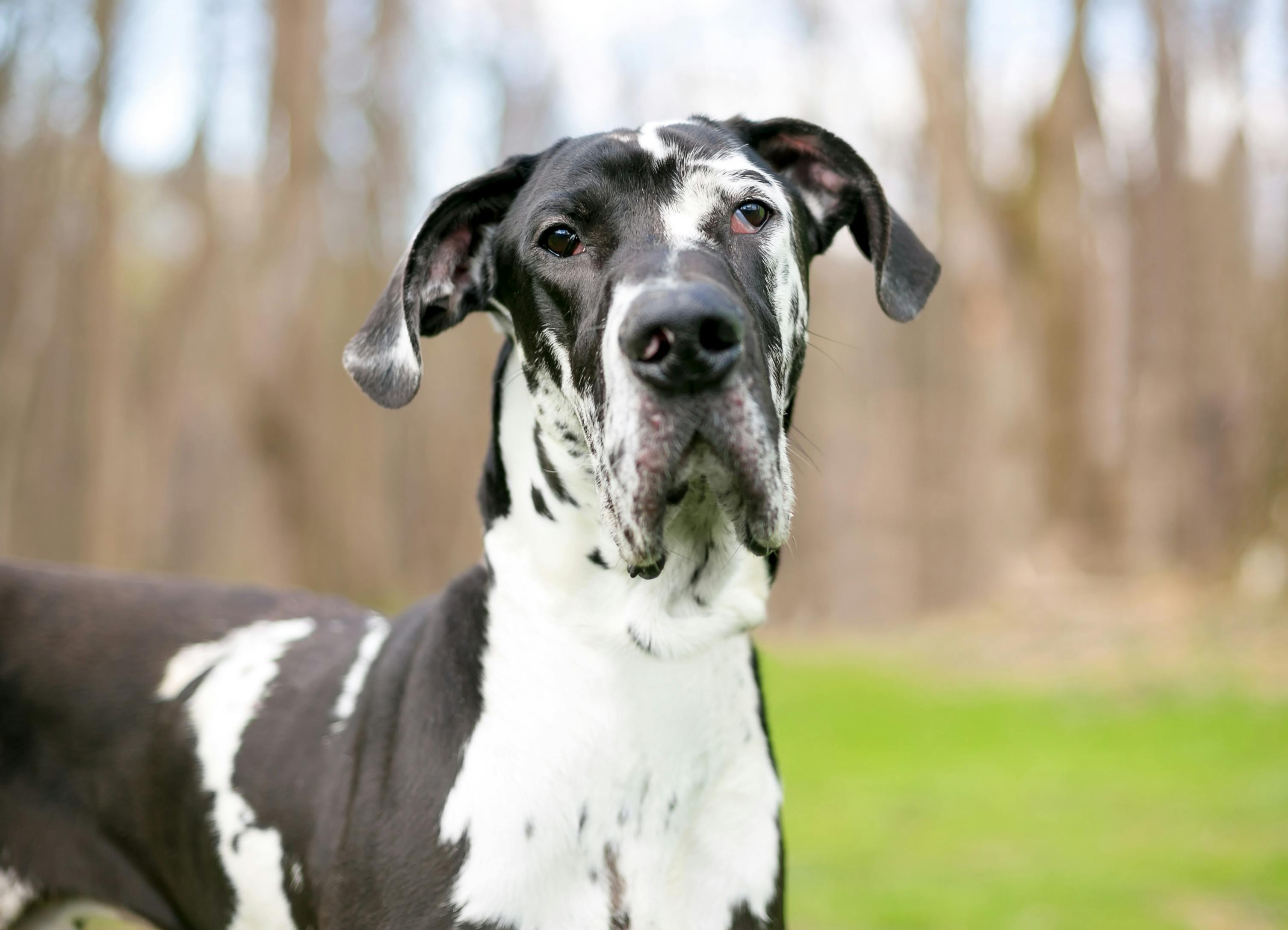 White and grey spotted Great Dane mix