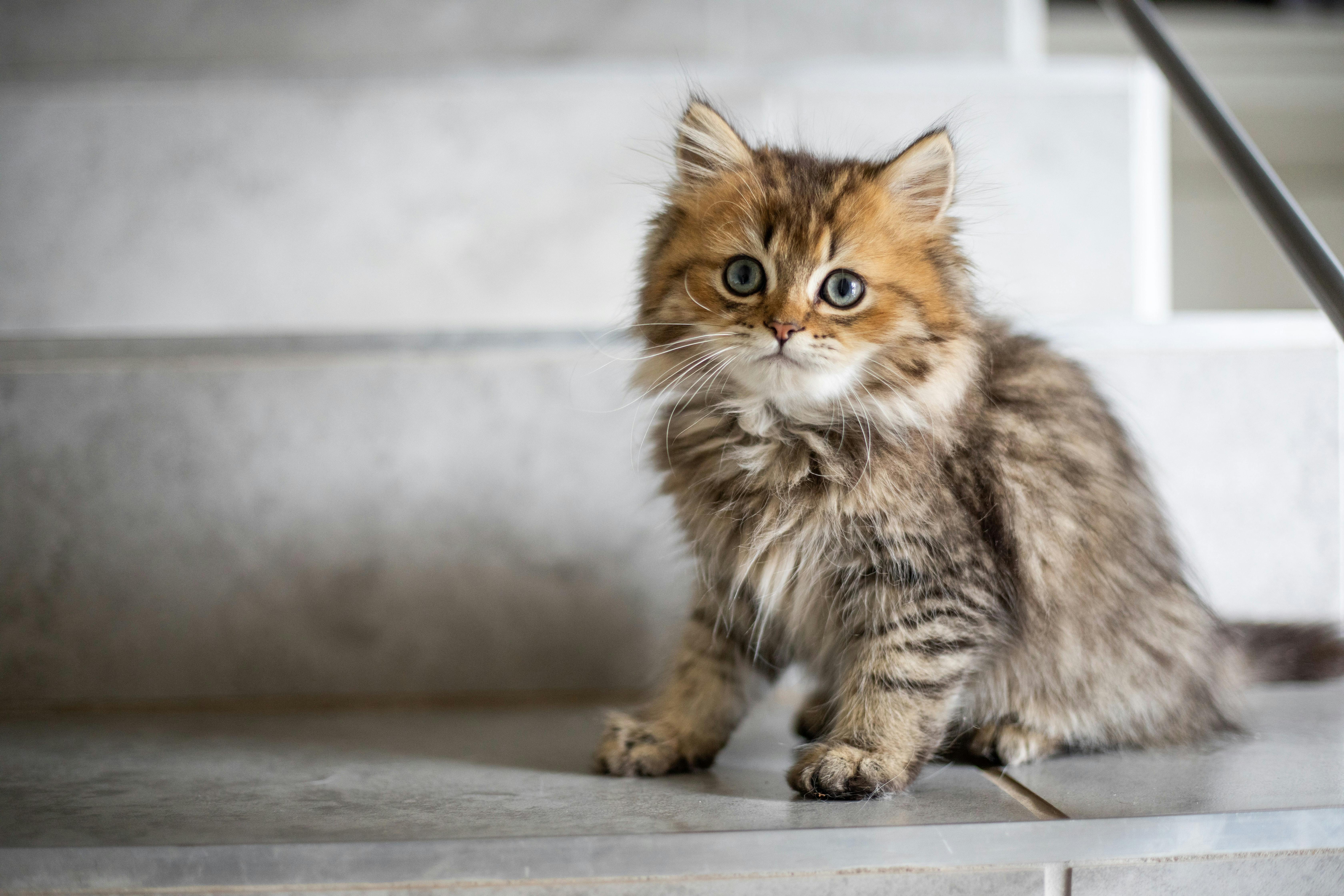 Longhaired tabby kitten sitting on a step.
