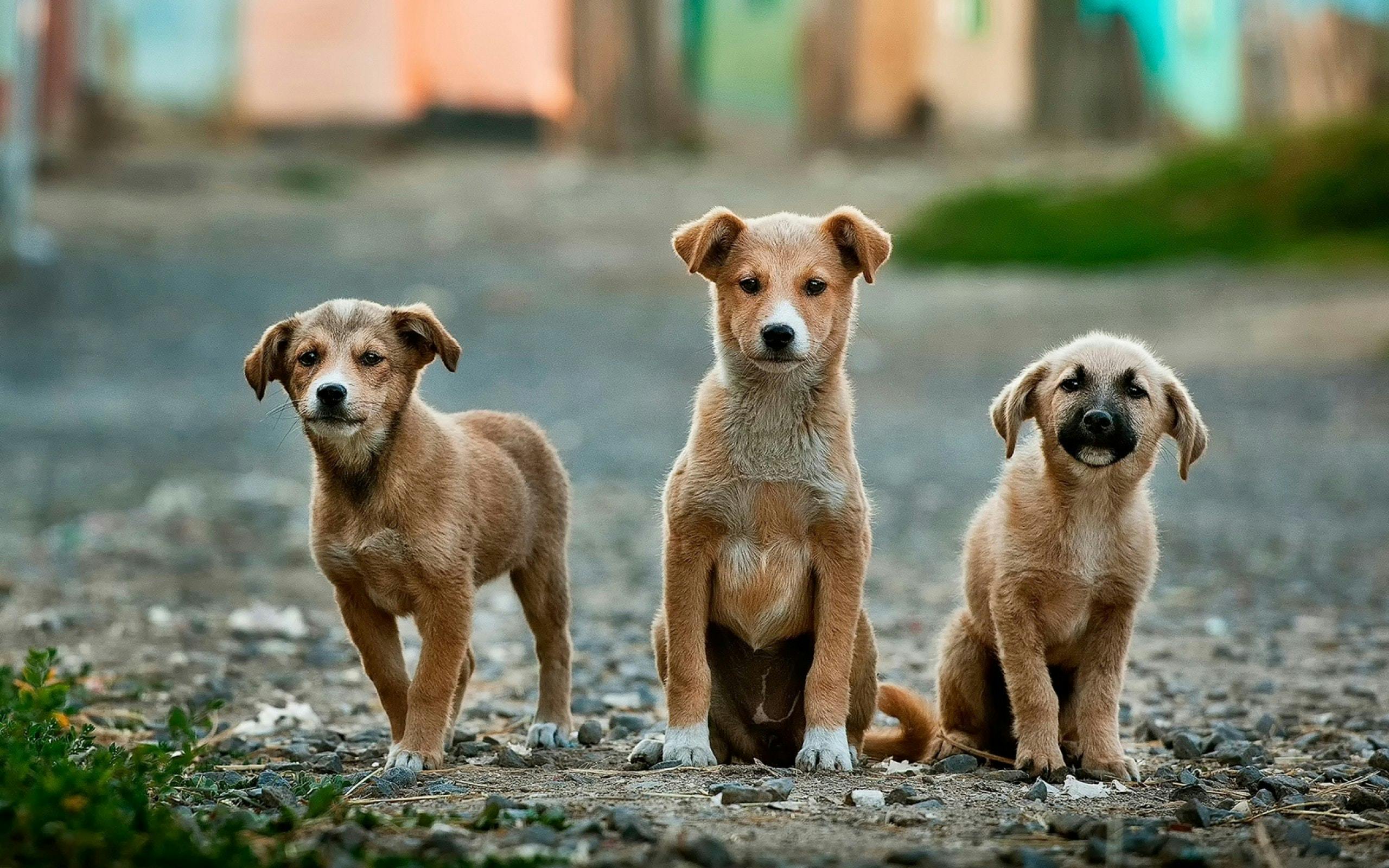Three puppies that look like relatives standing on the street 