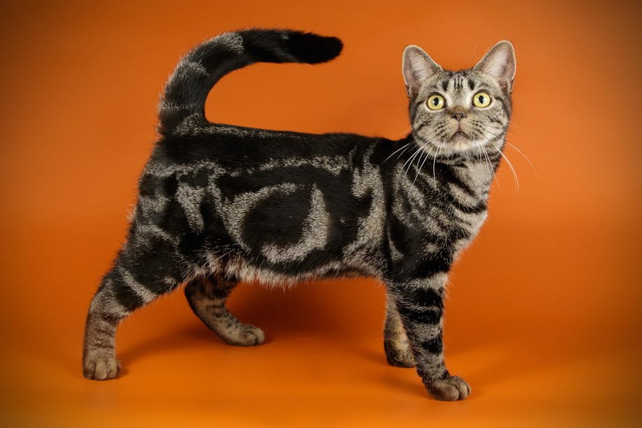 American Shorthair cat with tabby patterning