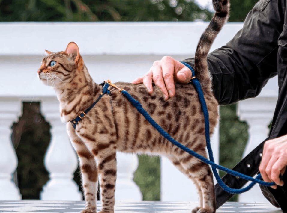 Cat wearing a harness