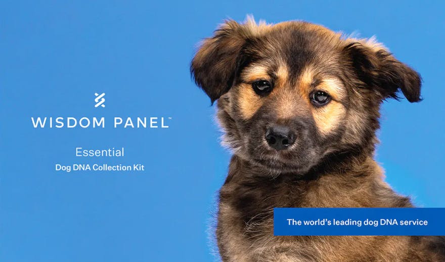 Wisdom Panel The world s most accurate pet DNA test service