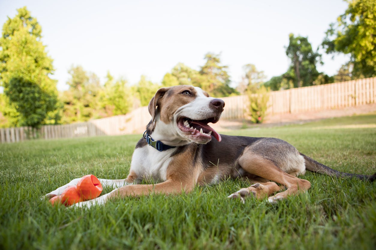 11 Great Toys For Herding Dogs (2024) - Oodle Life