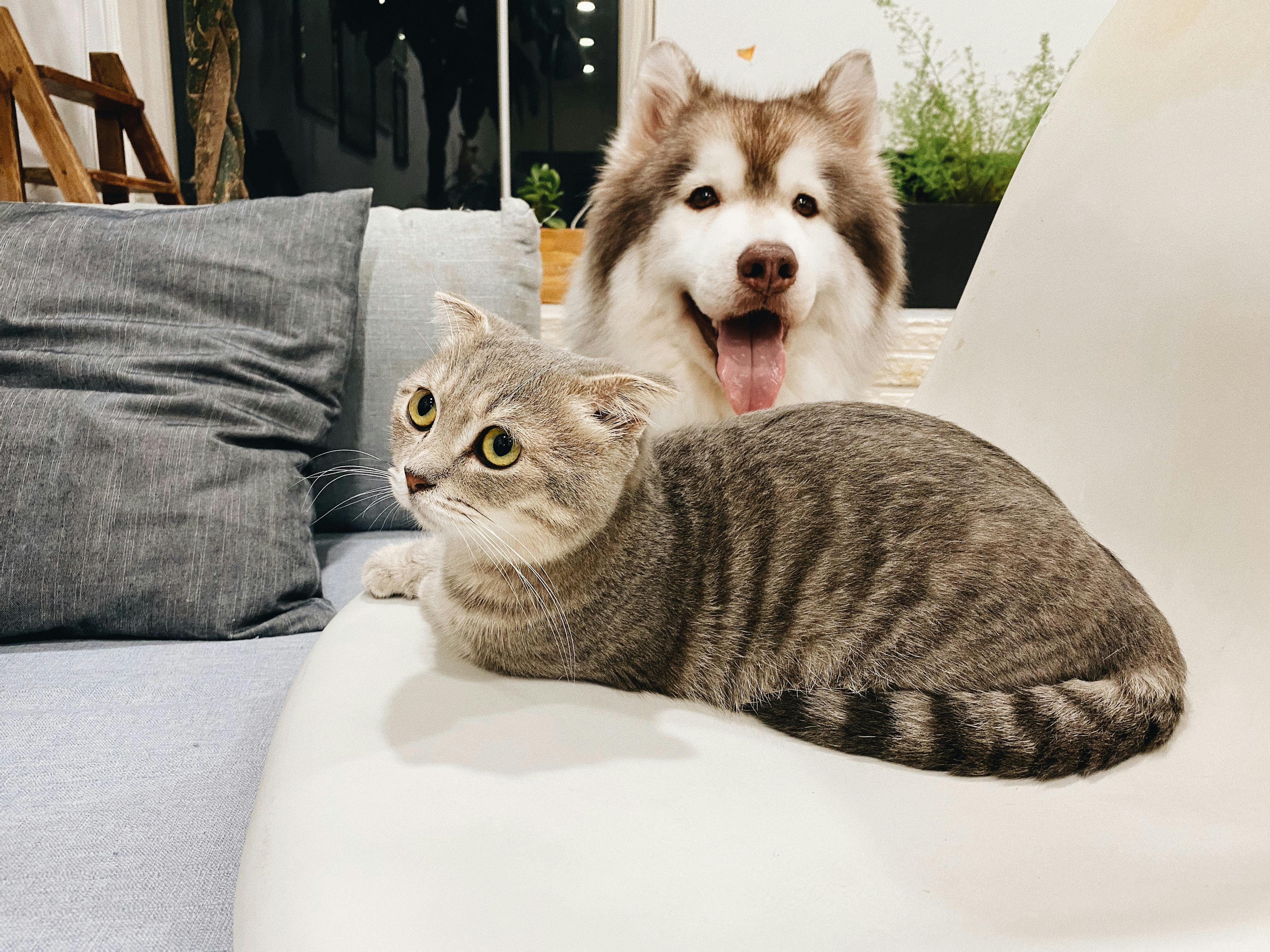 Dog and cat sitting on a couch together.