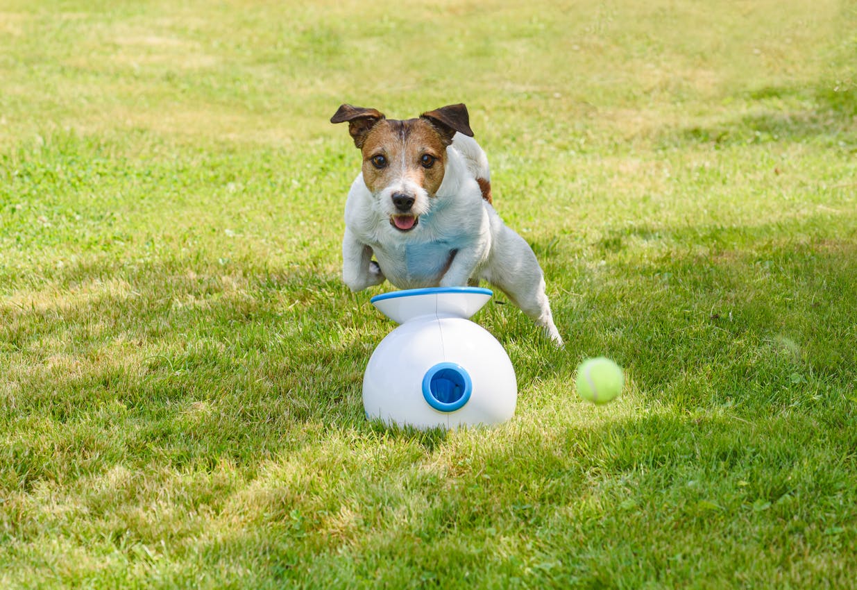 Terrier playing with an interactive toy.