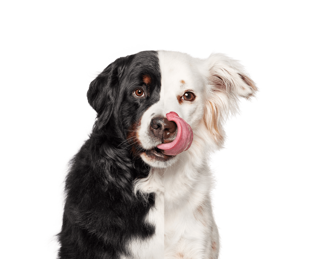 Wisdom Panel™ | The world's most accurate pet DNA test service Wisdom Panel™ | The world's most accurate pet DNA test service