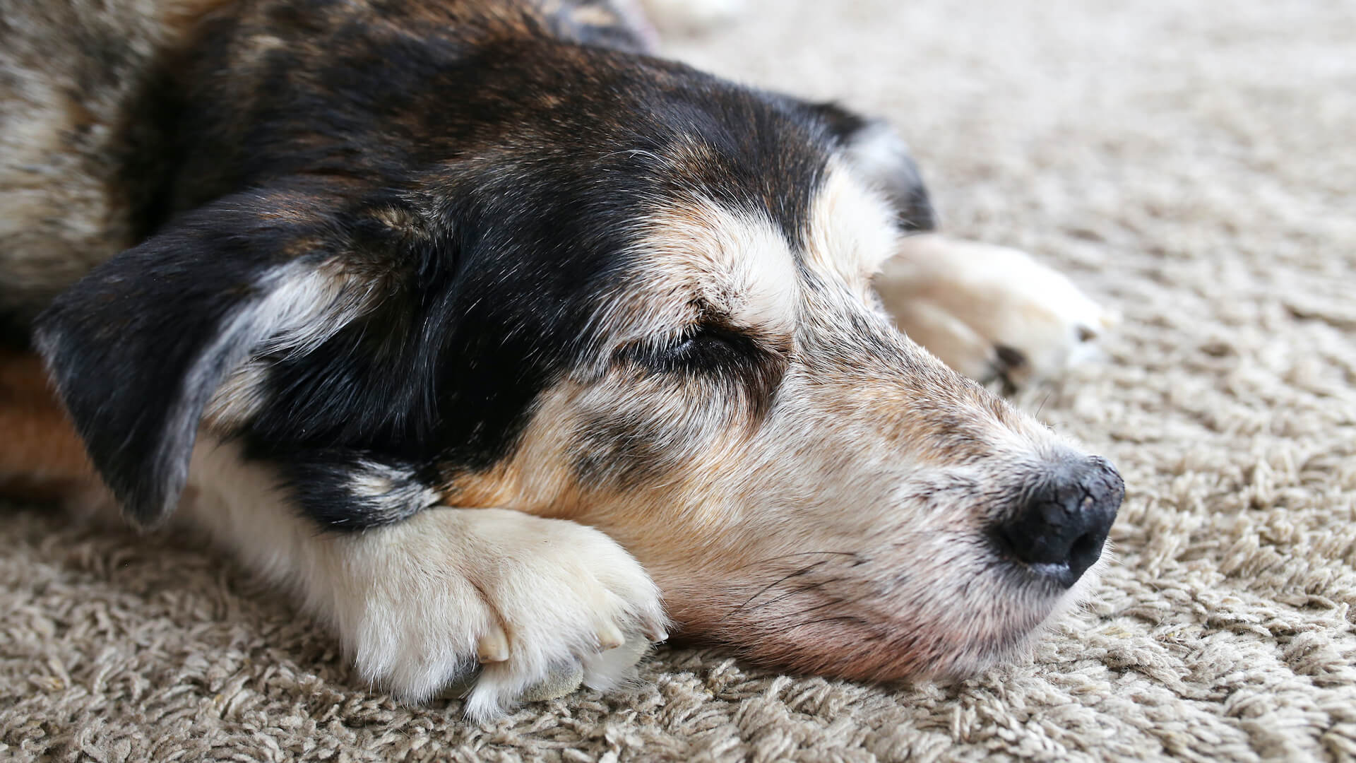 Dog has dry sales crusty nose