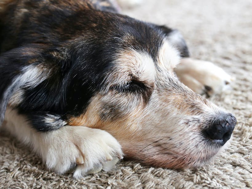 Dog lying down with eyes close