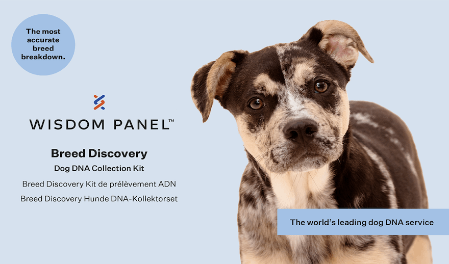 Wisdom Panel Breed Discovery DNA Kit