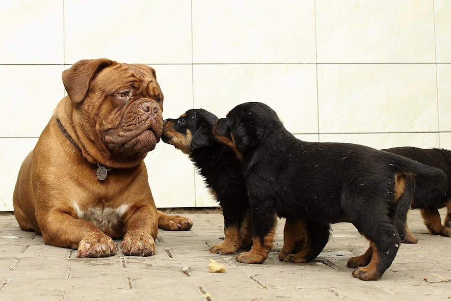Puppies socializing with adult dog
