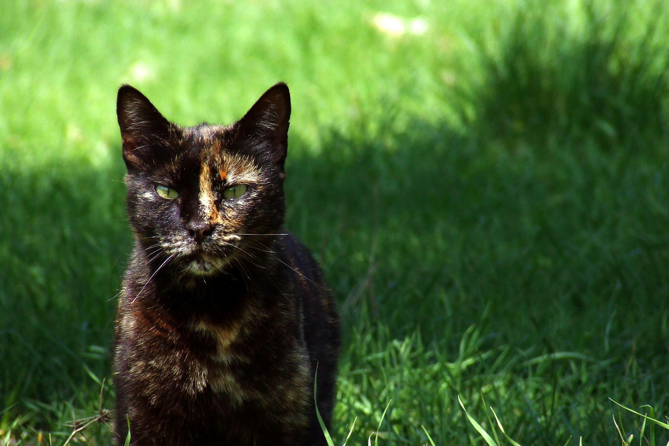 Tortoise shell cat looking at camera