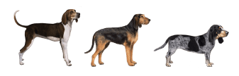 Breed Group - Hound