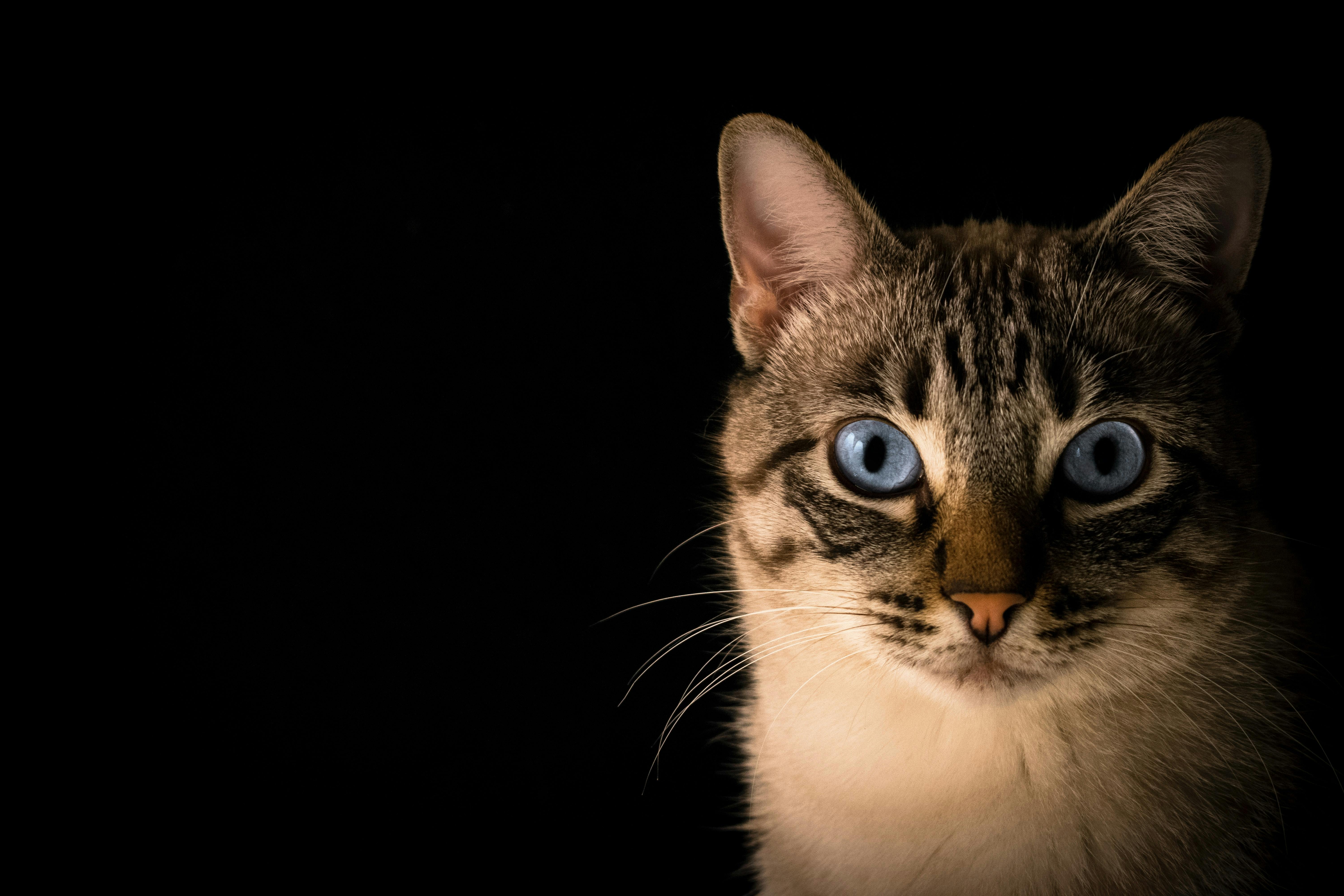 Blue eyed cat looking at camera