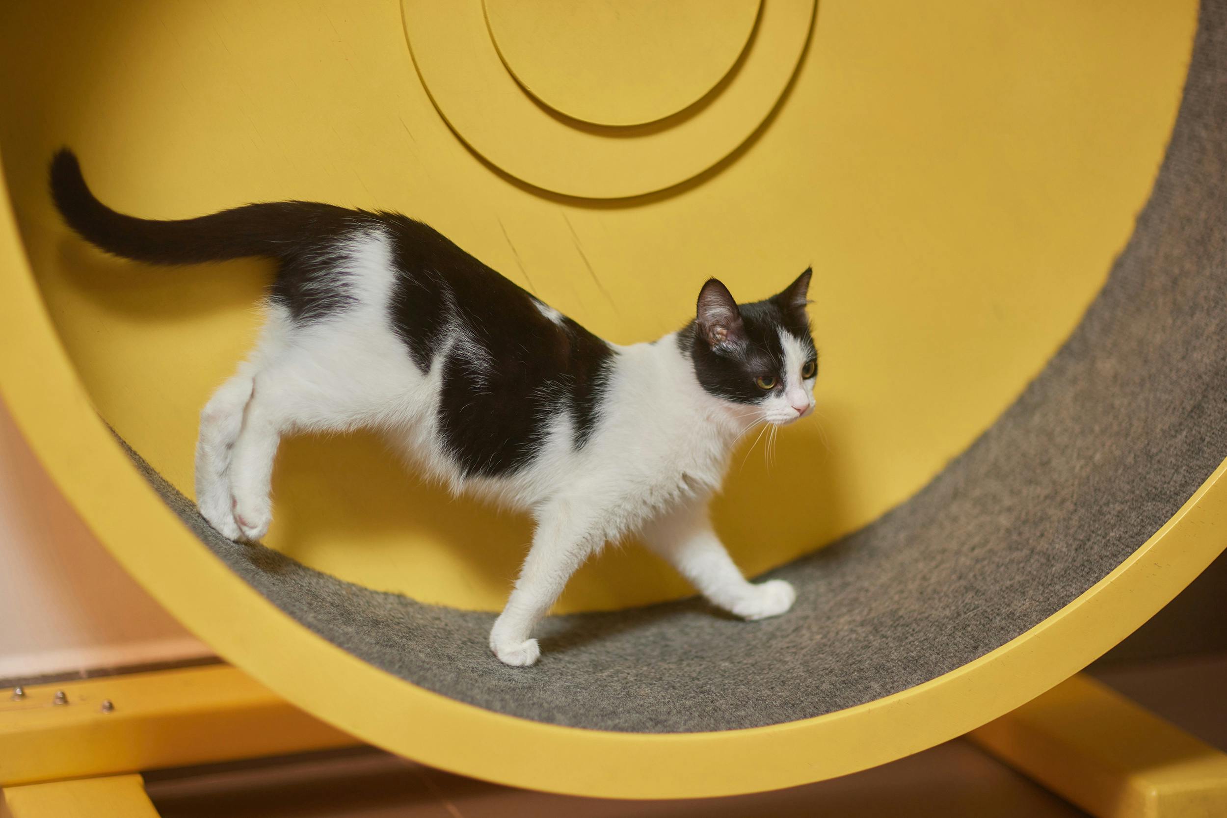 Black and white cat in an exercise wheel. 