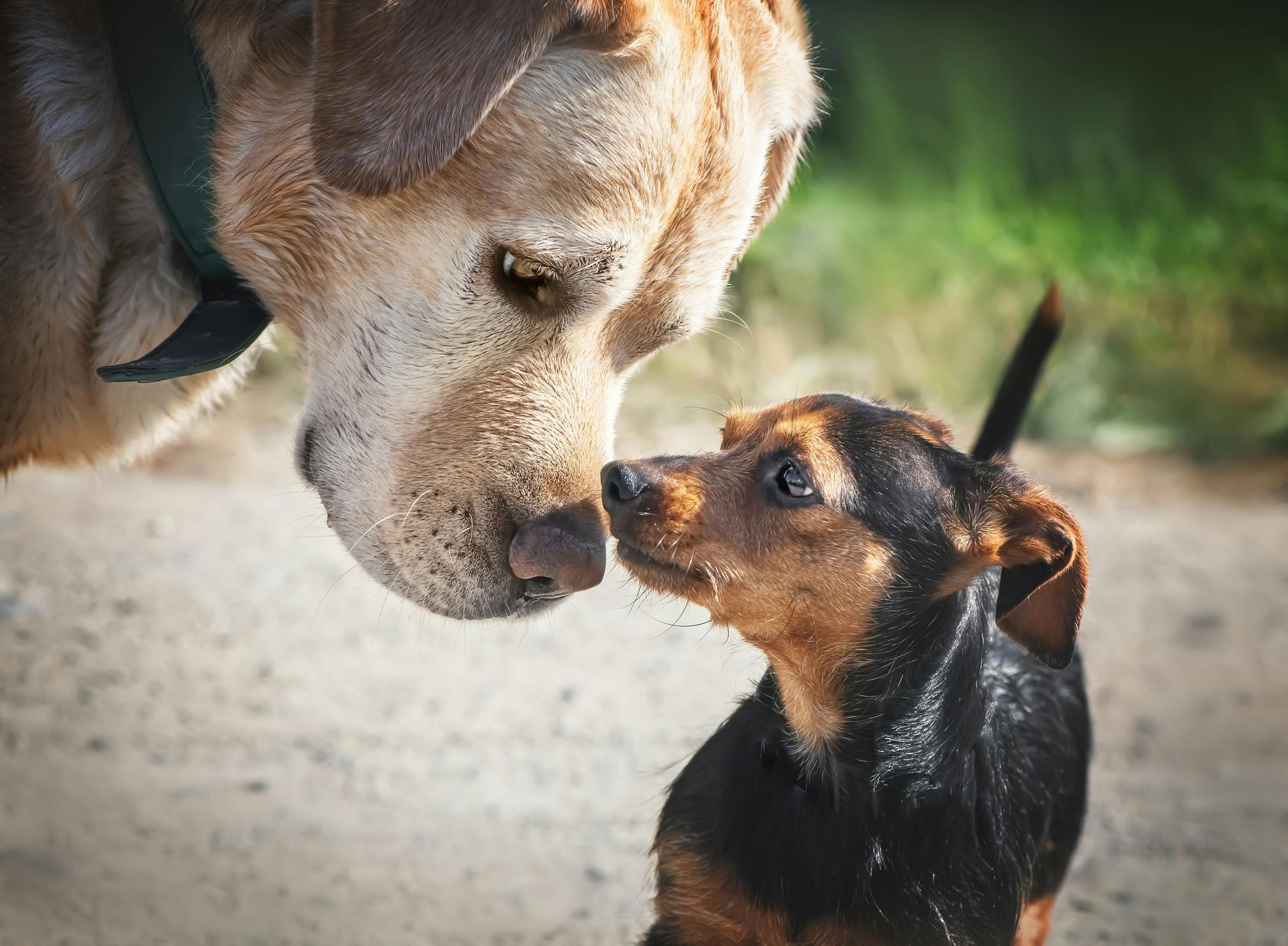 Large yellow dog sniffing a small black and brown dog.