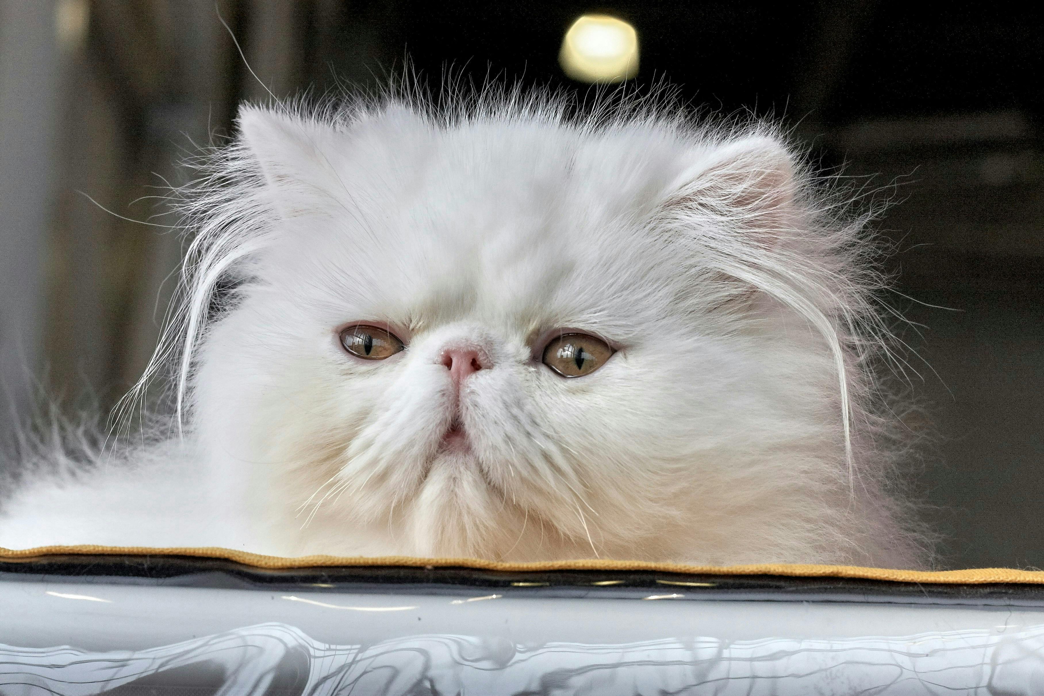 White Persian cat.