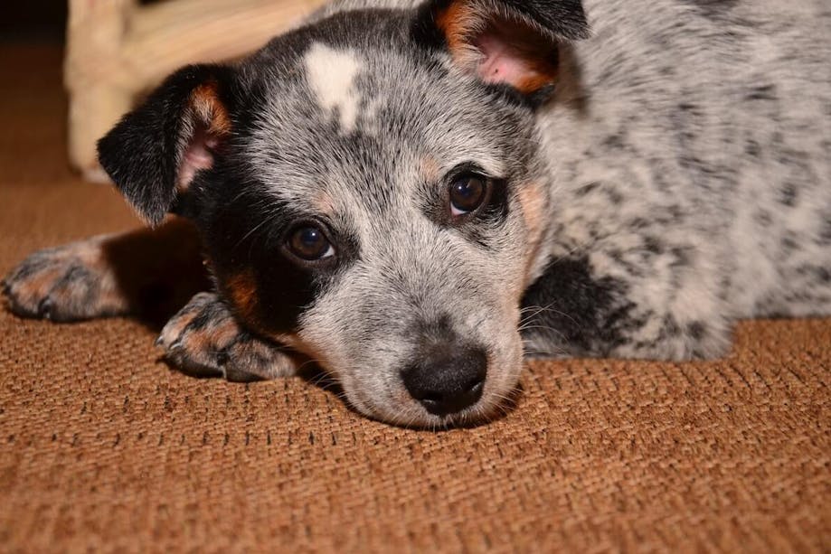 Spotted puppy on the floor