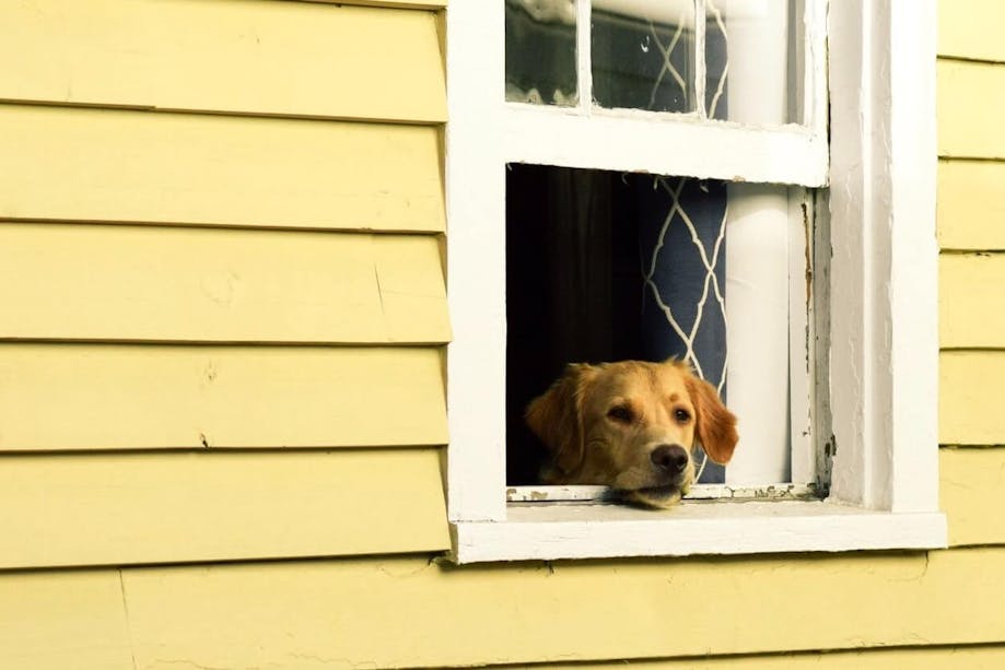 Quarantined dog looking out of window