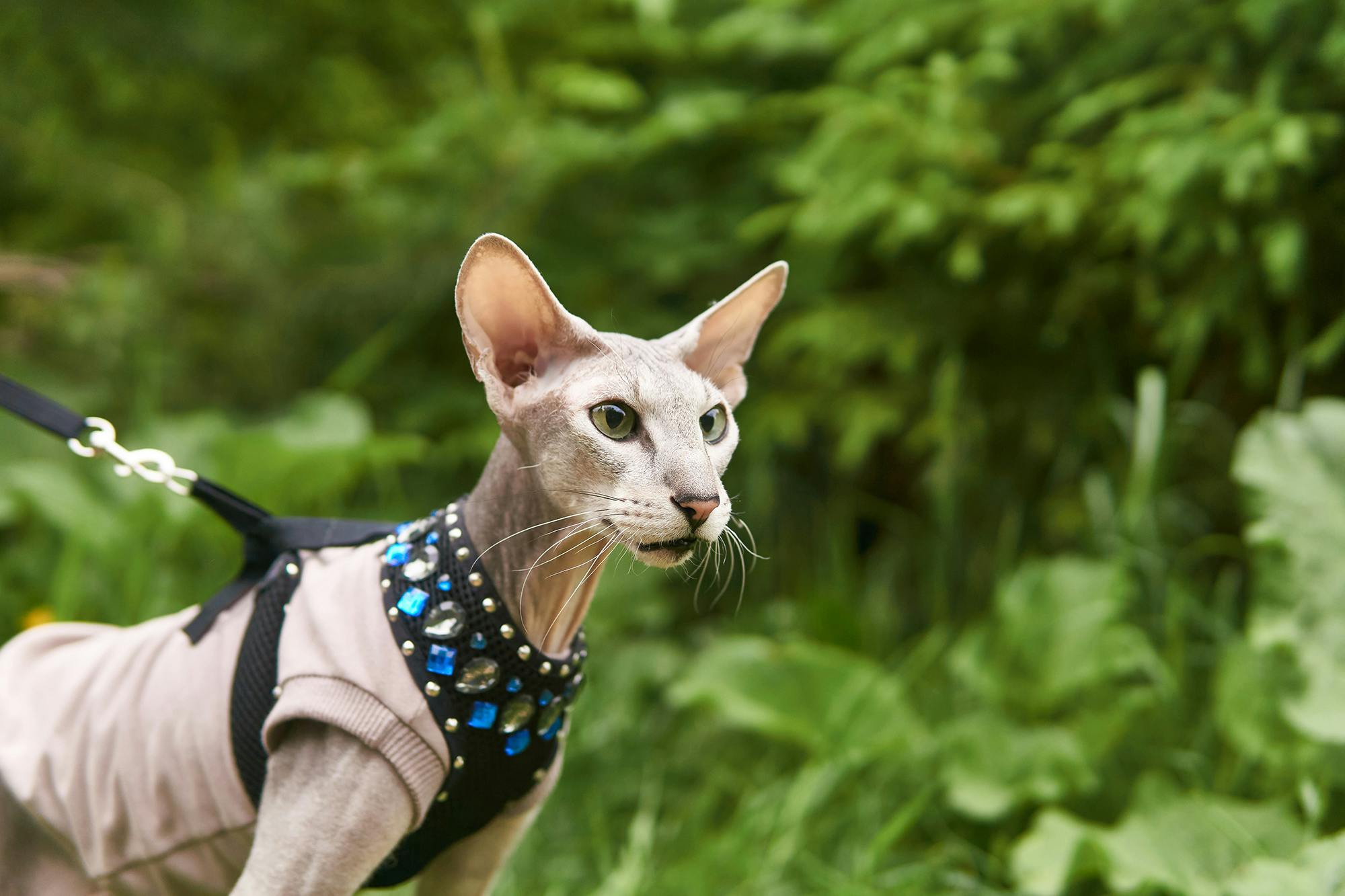 Peterbald cat on a leash outside.