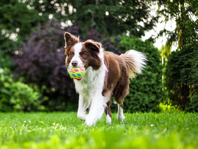 Dog retrieving a ball